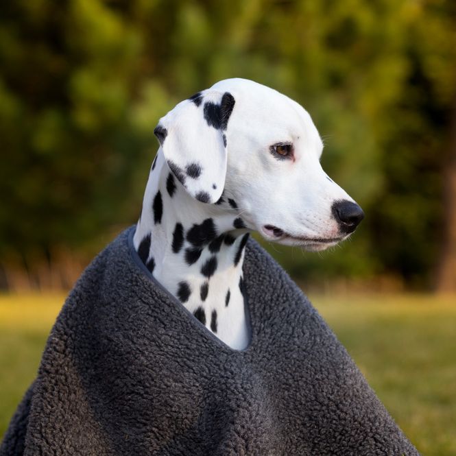 Hovedbilde Hundeponcho i ull