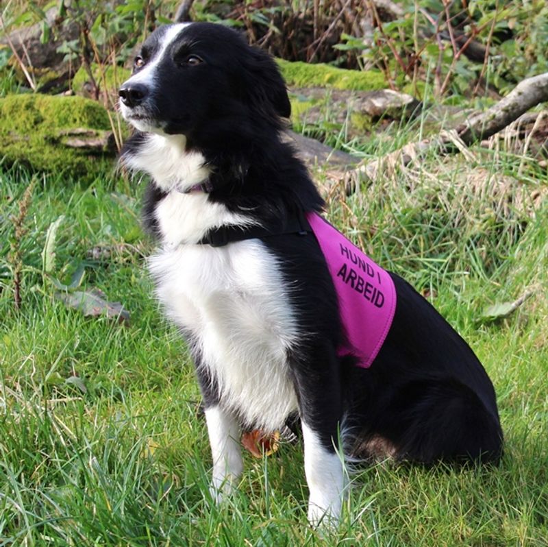 Canelana markeringsdekken-treningsvest hund: hund i arbeid
