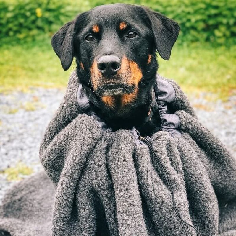 Canelana Cave 100% ull varmepose hund