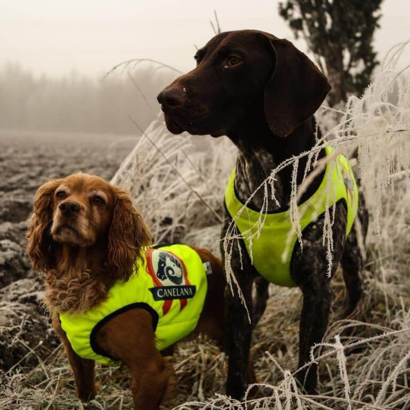 Neon - Protection vest with 100% wool lining dog