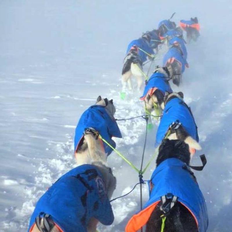 Canelana Racing - dog coat wool lining for sleddogs
