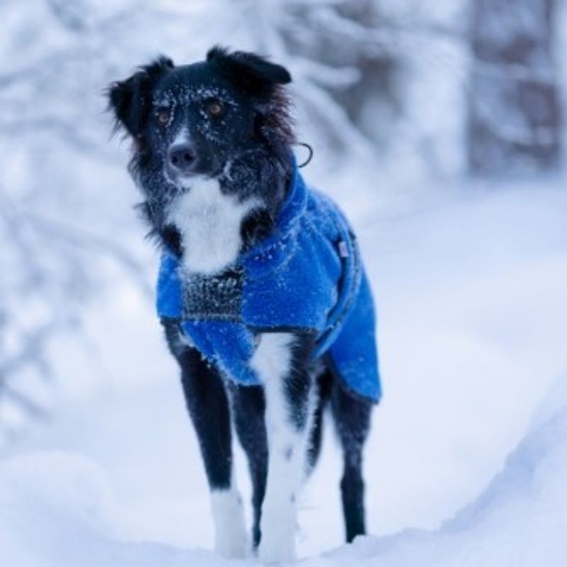 Lana blue - thin wool dog coat