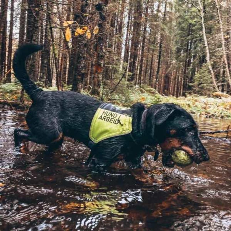 Canelana markeringsdekken-treningsvest hund: hund i arbeid