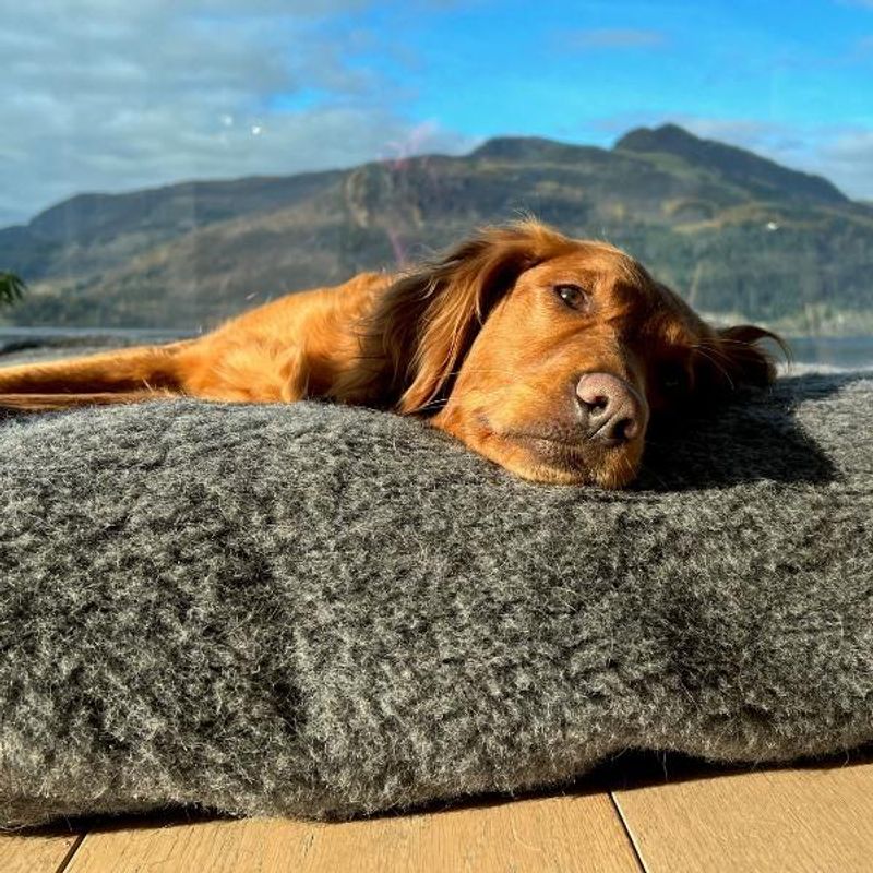 Canelana 100% ull trekk til hundeseng