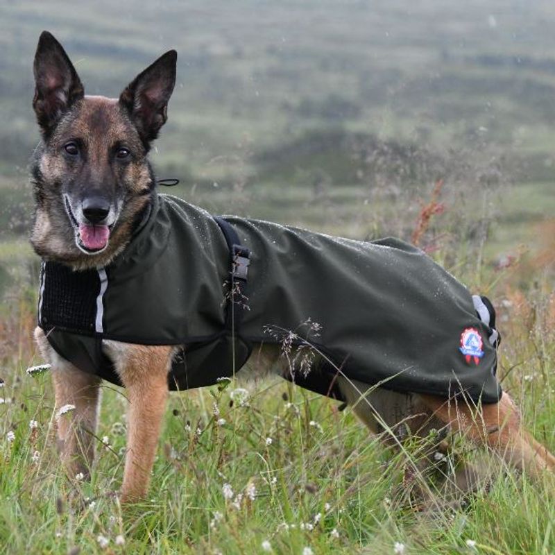 Cover grønn vind-/regndekken hund