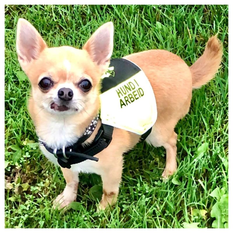 Canelana markeringsdekken-treningsvest hund: hund i arbeid