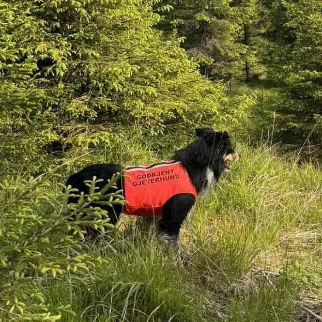 Hovedbilde GODKJENT GJETERHUND - VISIO markering og ...
