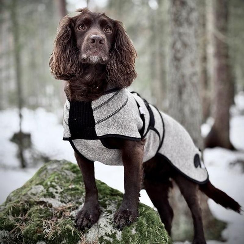 Delta - wool coat dog