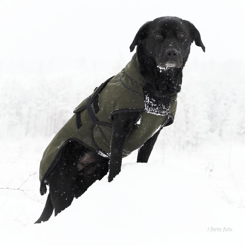 Thermo green - thick 100% wool dog coat with softshell 