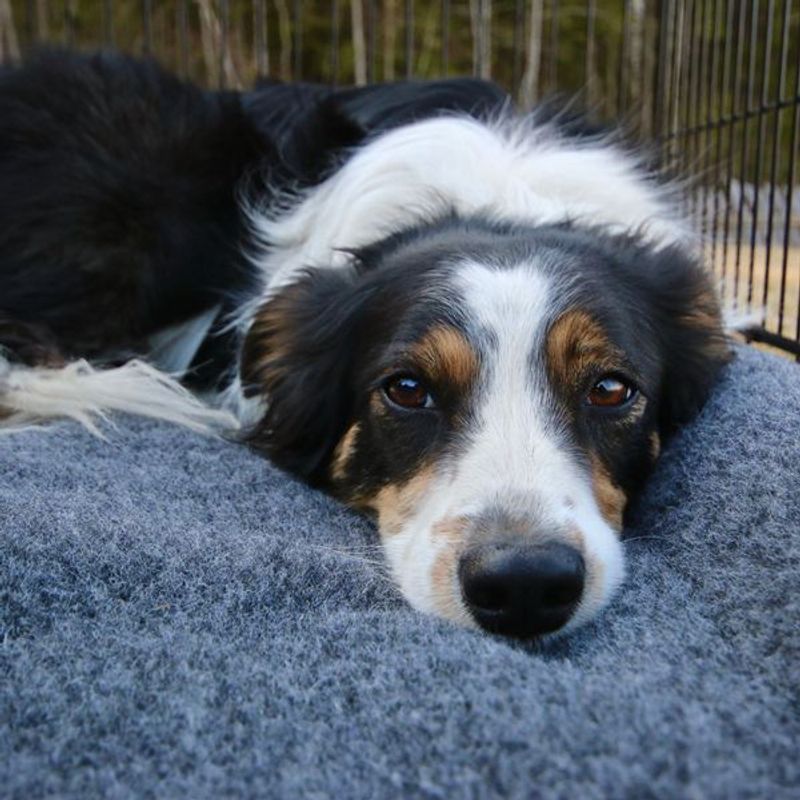 Canelana dog cage 100% wool mattress 