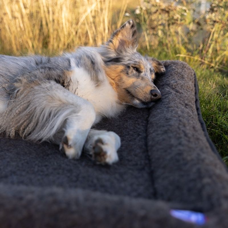 Canelana hundeseng i 100% ull med opphøyde kanter