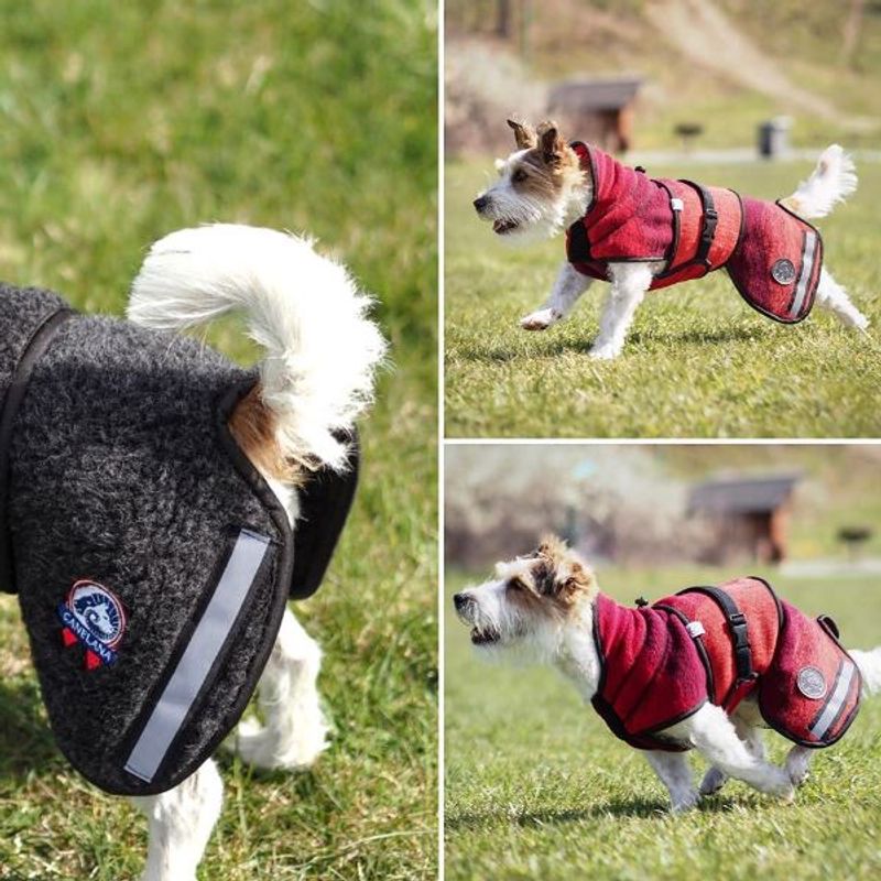 Selva wool coat dog