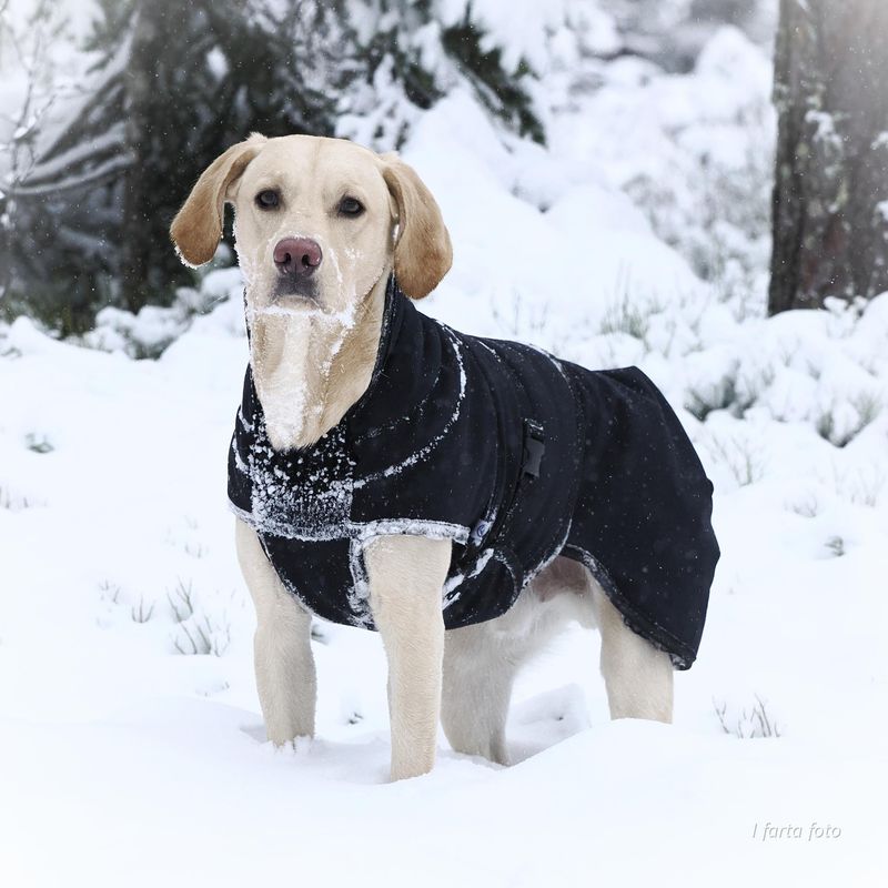 Thermo black - thick 100% wool dog coat with softshell 