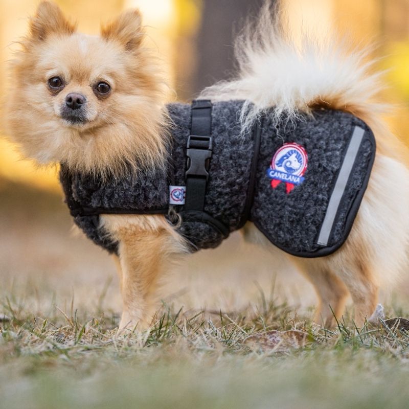 Ambassadør ulldekken hund
